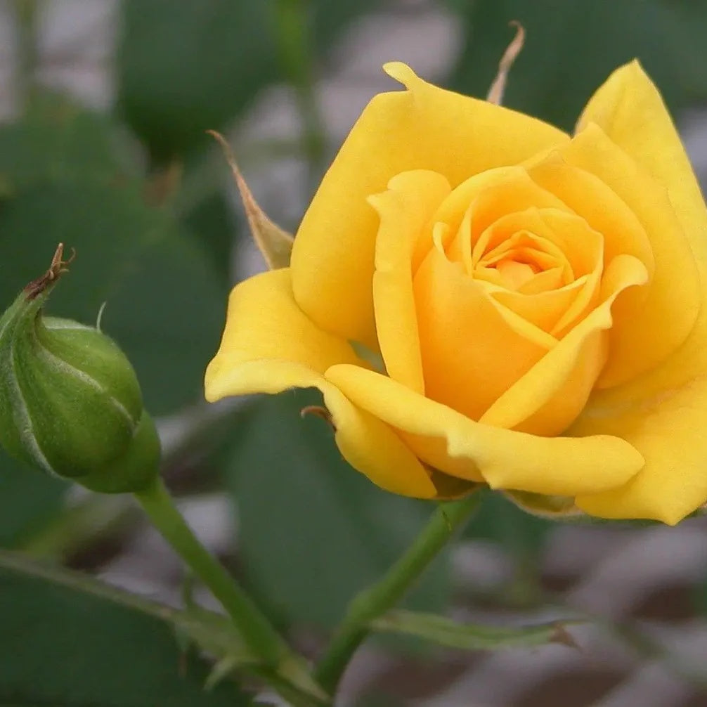 Yellow Rose Seeds