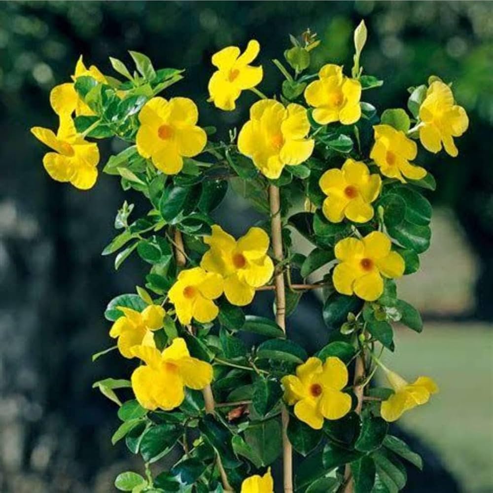 Yellow Sanderi Mandevilla Seeds