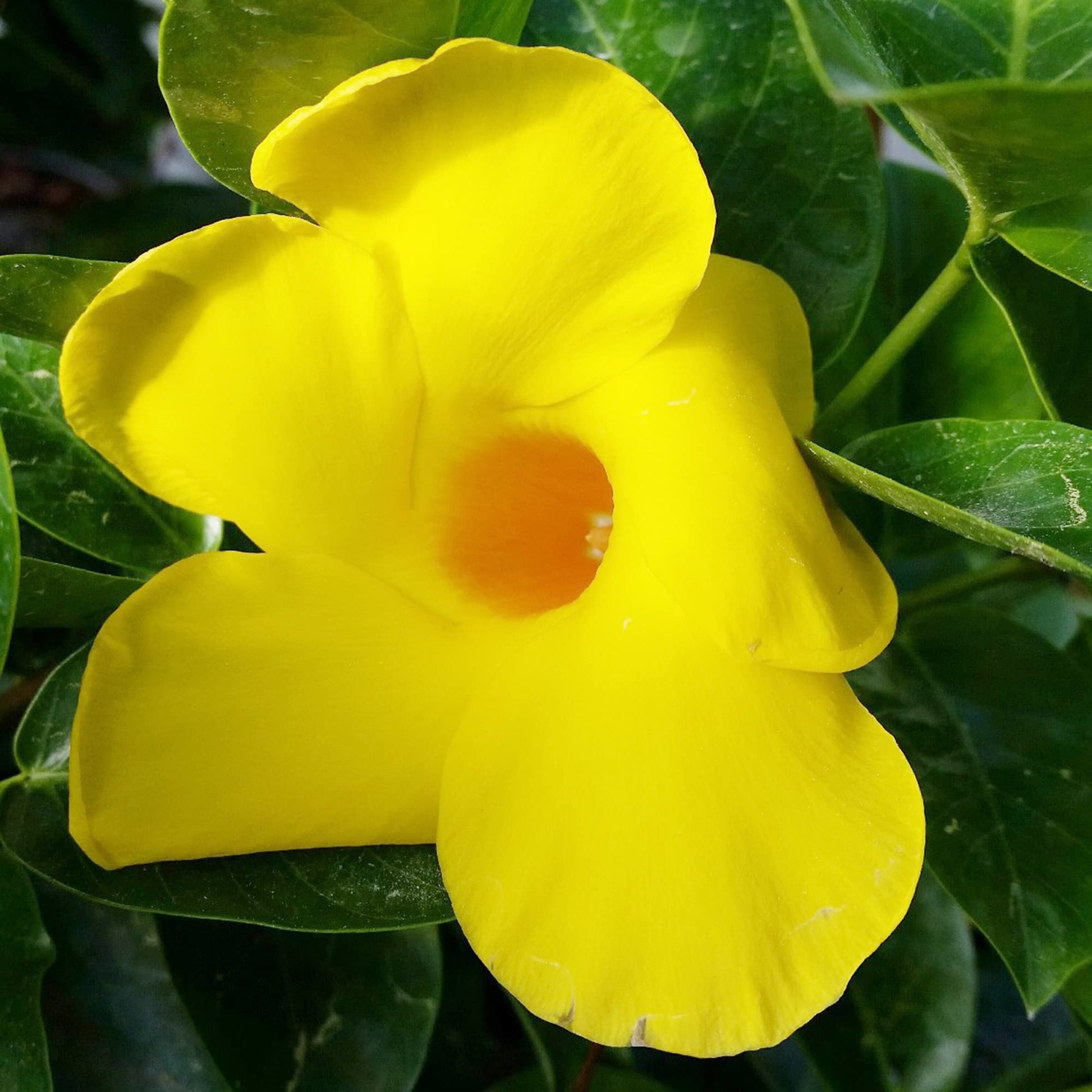 Yellow Sanderi Mandevilla Seeds