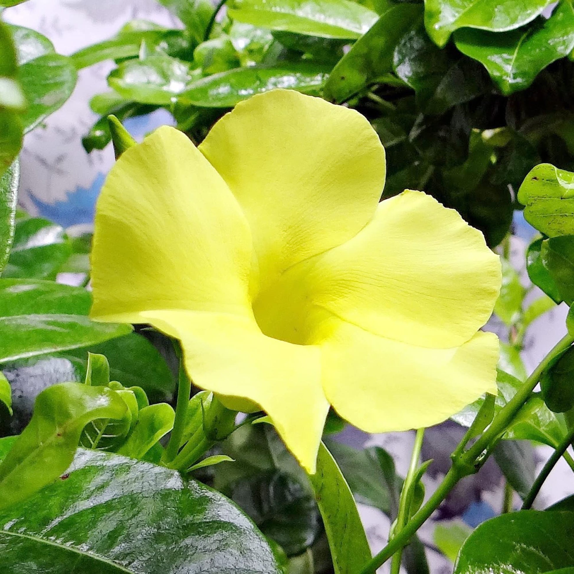 Yellow Sanderi Mandevilla Seeds