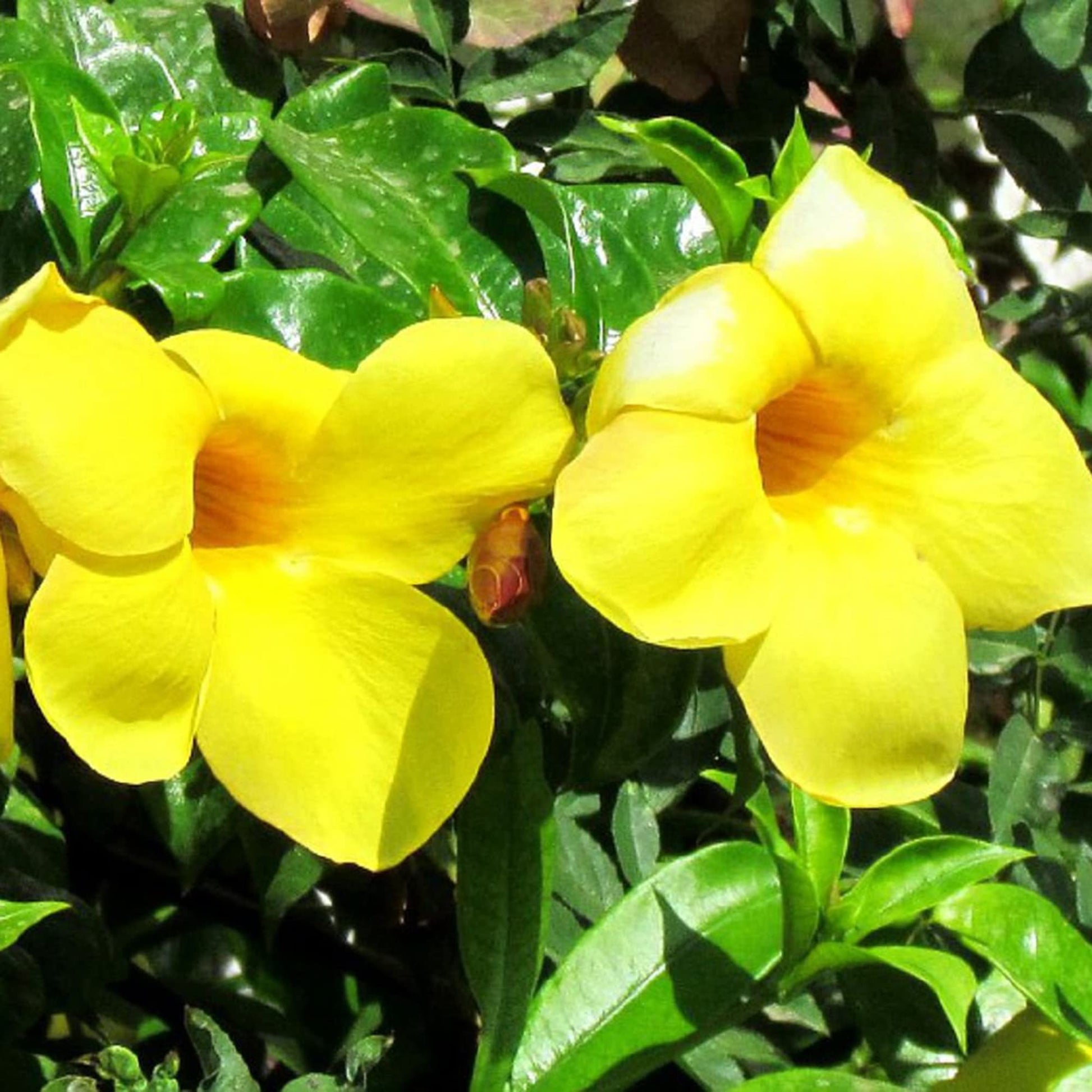 Yellow Sanderi Mandevilla Seeds