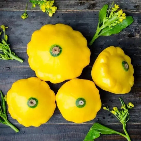 Yellow Scallop Seeds