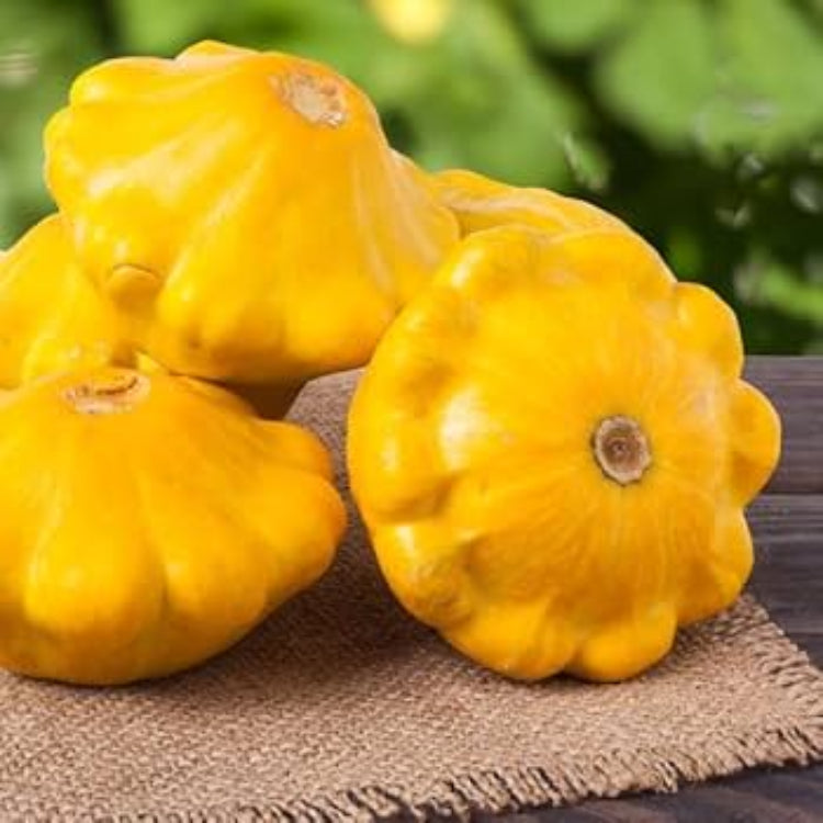 Yellow Scallop Seeds