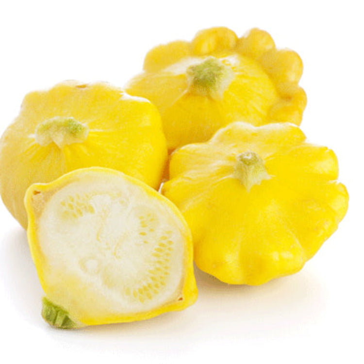Yellow Scallop Seeds 