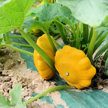 Yellow Scallop Squash Seeds 