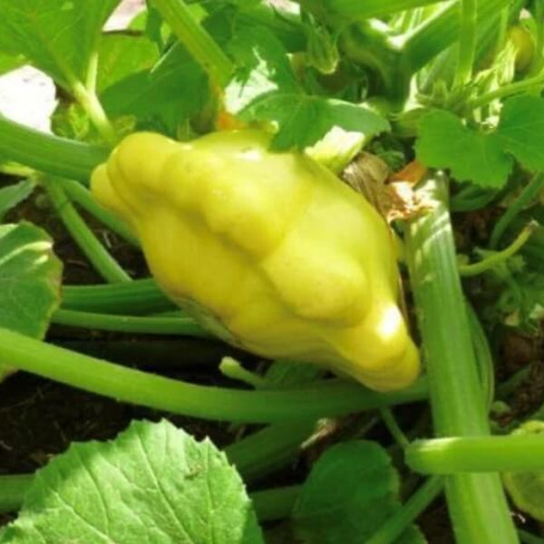 Yellow Scallop Squash Seeds 