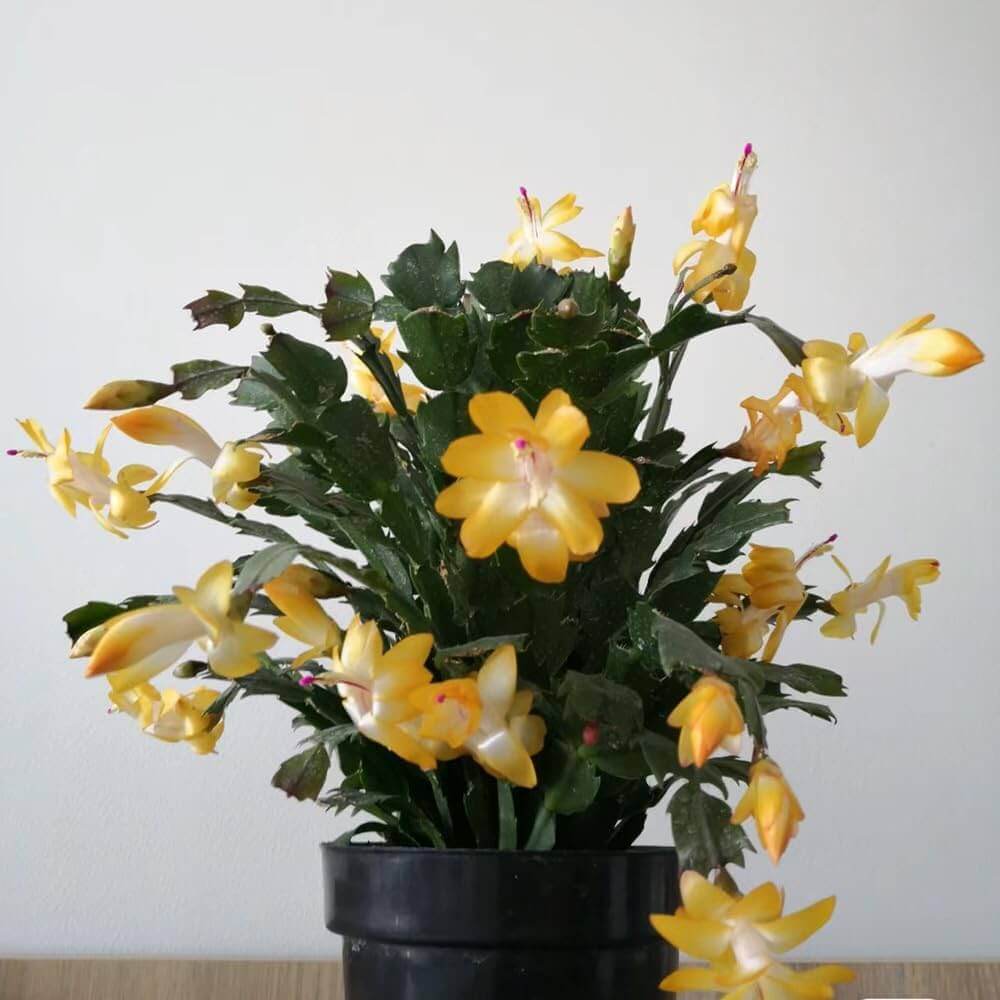 Yellow Schlumbergera Seeds