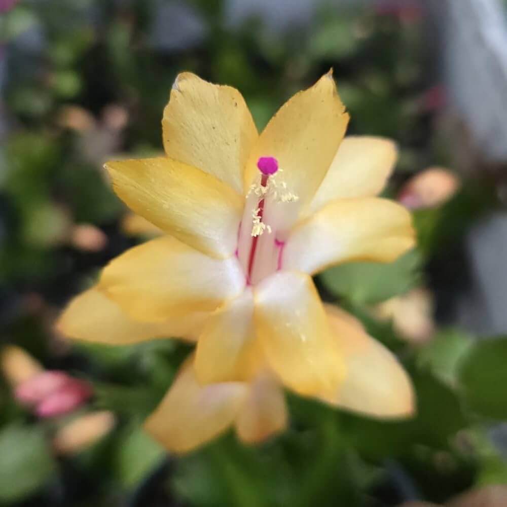 Yellow Schlumbergera Seeds - Flower Plant