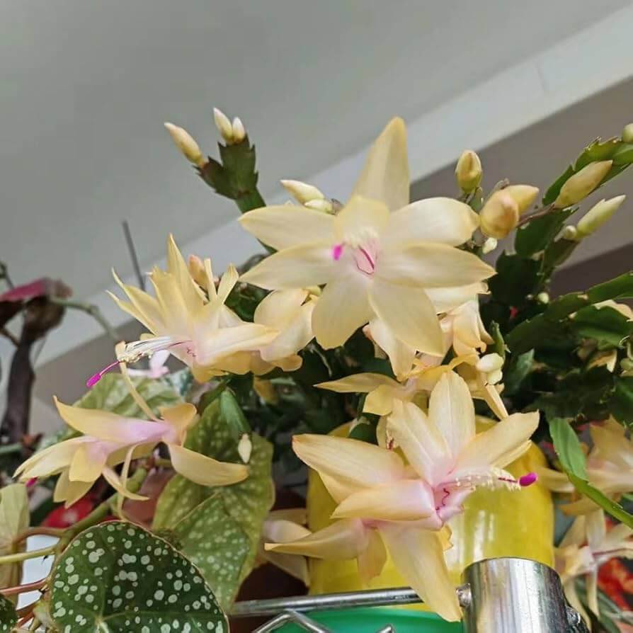 Yellow Schlumbergera Seeds - Flower Plant
