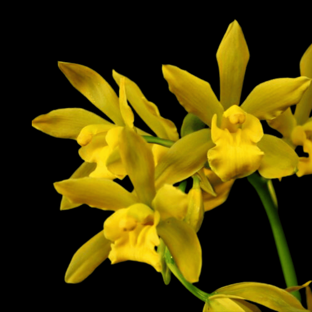 Yellow Schlumbergera Seeds - Flower Plant