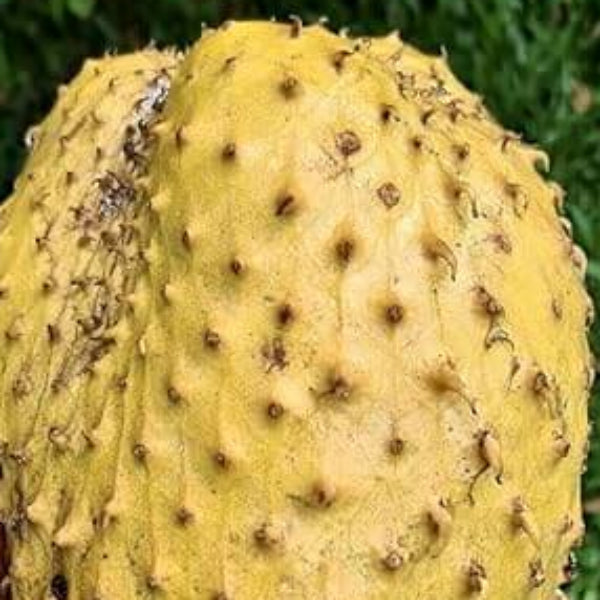 Yellow Soursop Seeds