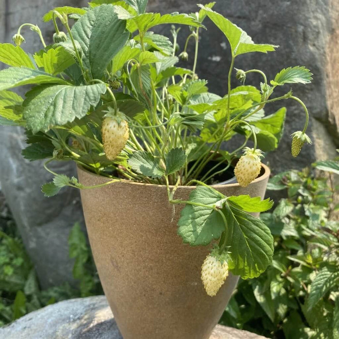 Yellow Strawberry Seeds