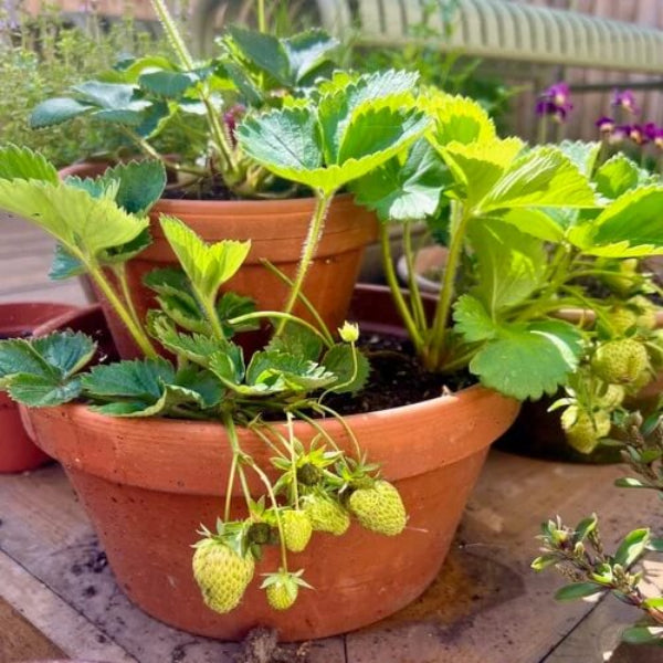 Yellow Strawberry Seeds
