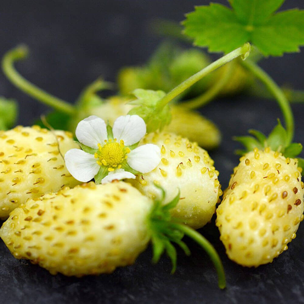 Yellow Strawberry Seeds