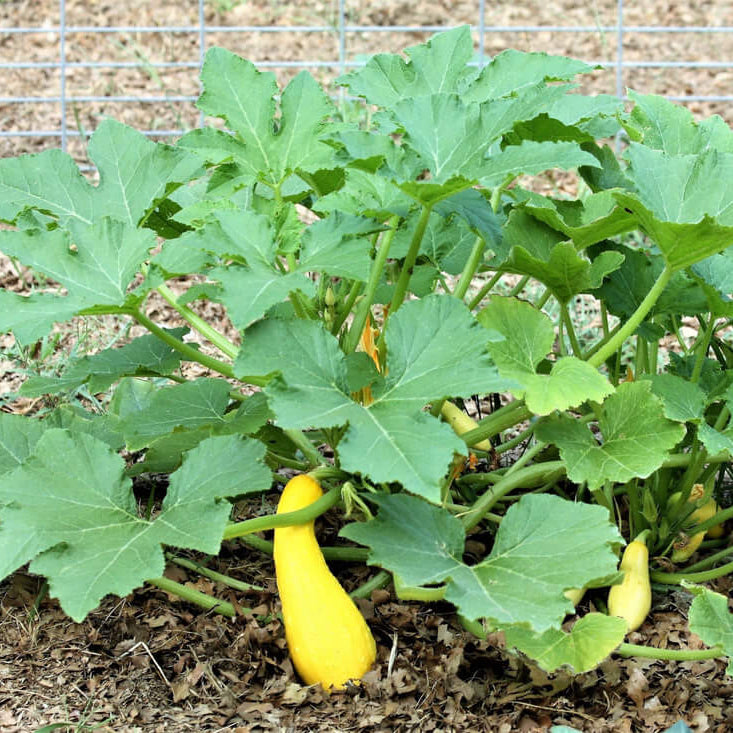 Yellow Summer Squash Seeds