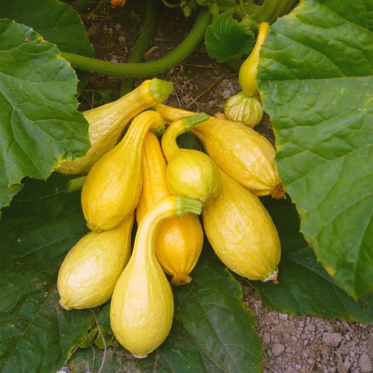 Yellow Summer Squash Seeds