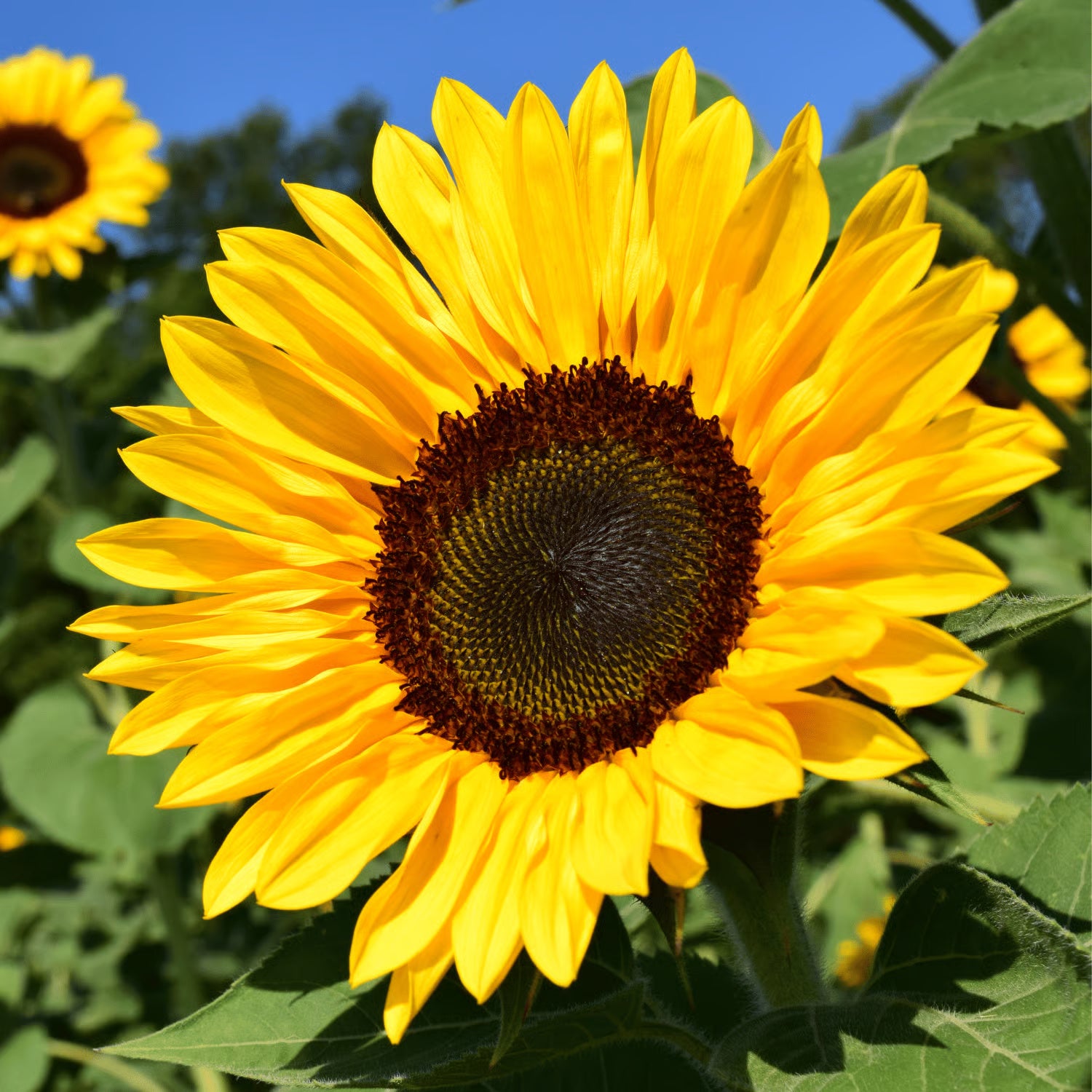 Yellow Sunflower Seeds