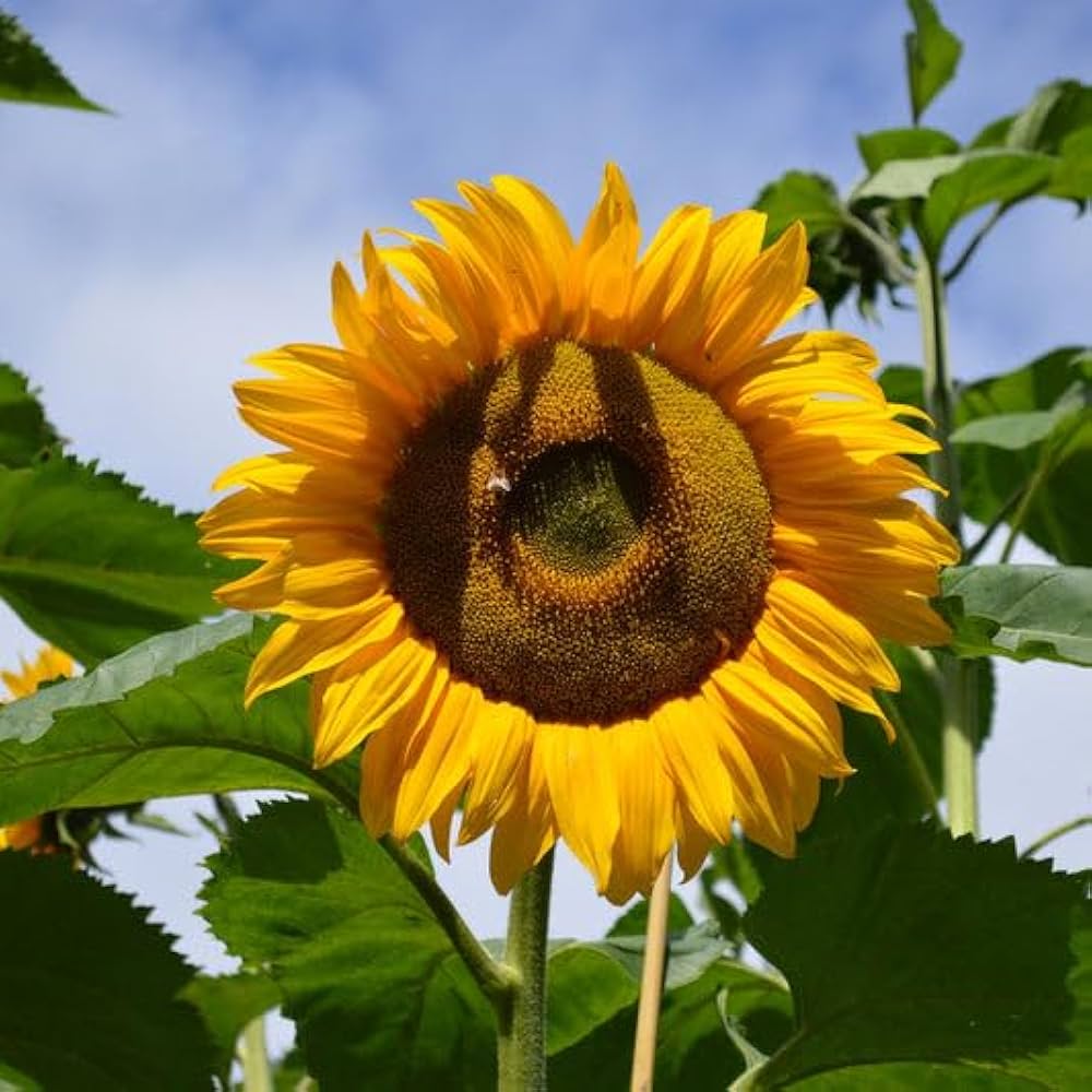 Yellow Sunflower Seeds