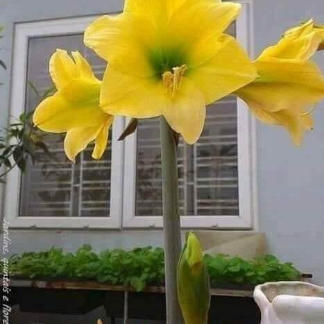 Yellow Sunrise Amaryllis Seeds 