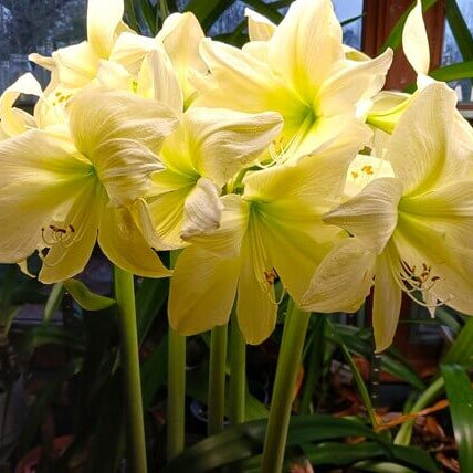 Yellow Sunrise Amaryllis Seeds