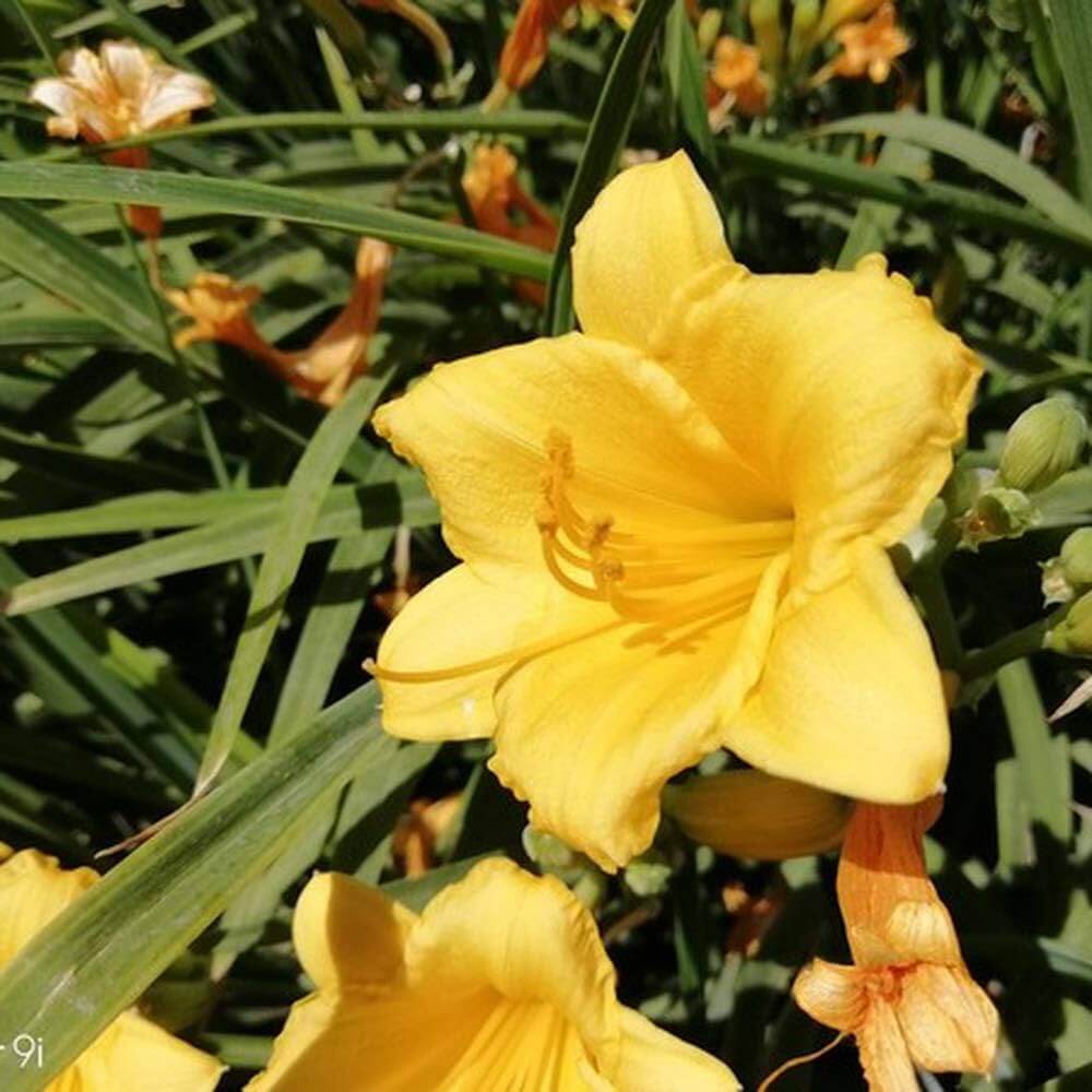 Yellow Sunrise Amaryllis Seeds