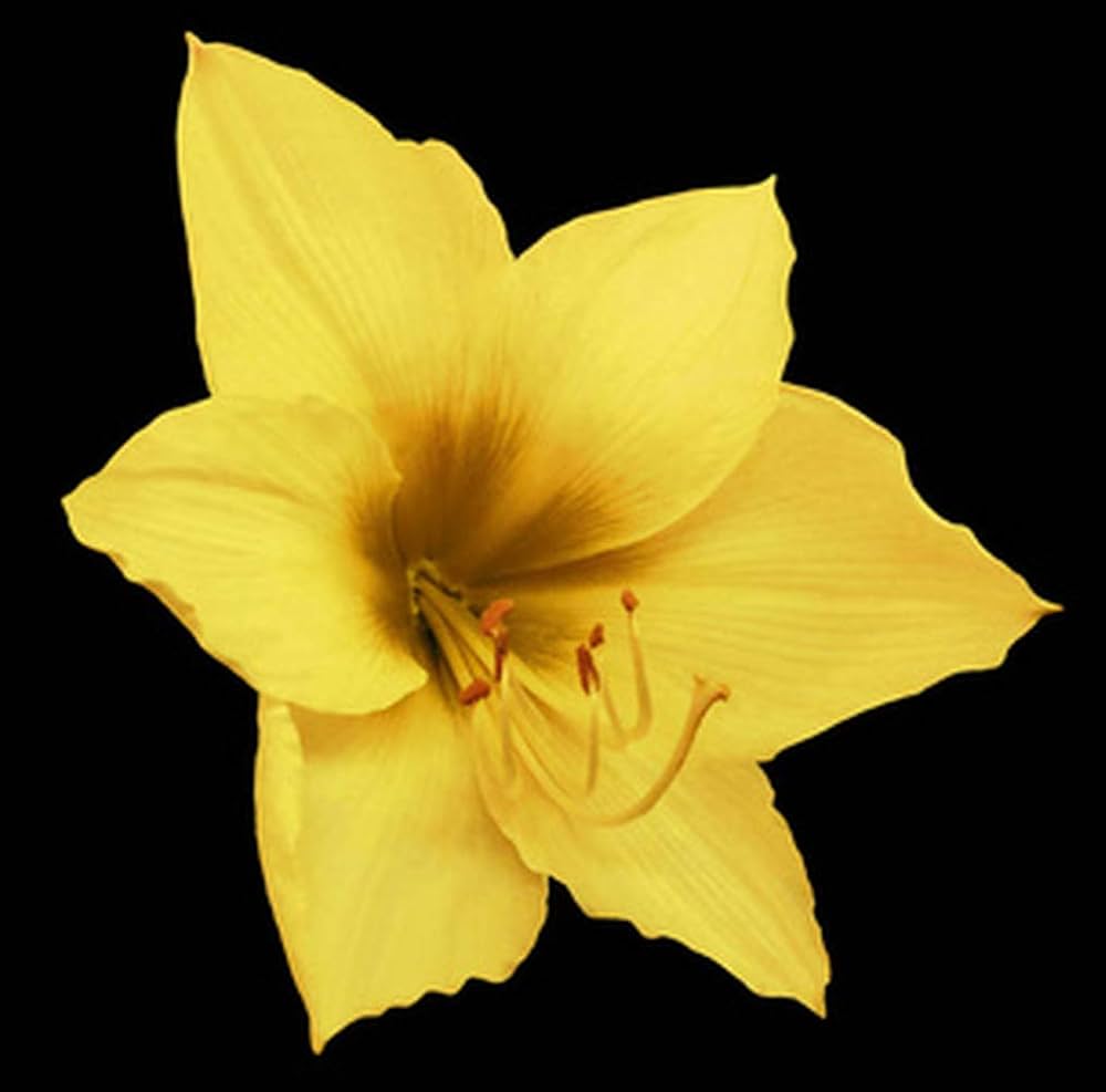 Yellow Sunrise Amaryllis Seeds