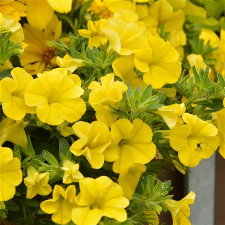 Yellow Super bell Calibrachoa Seeds