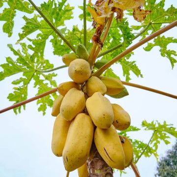 Yellow Sweet Papaya Seeds