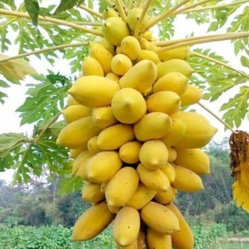 Yellow Sweet Papaya Seeds