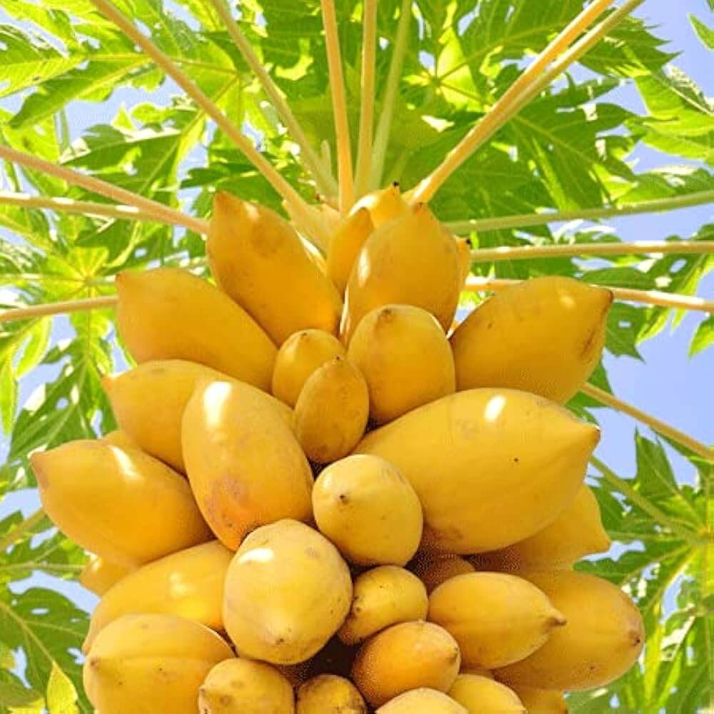 Yellow Sweet Papaya Seeds