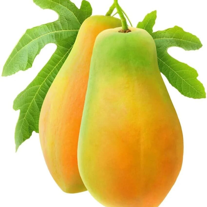 Yellow Sweet Papaya Seeds