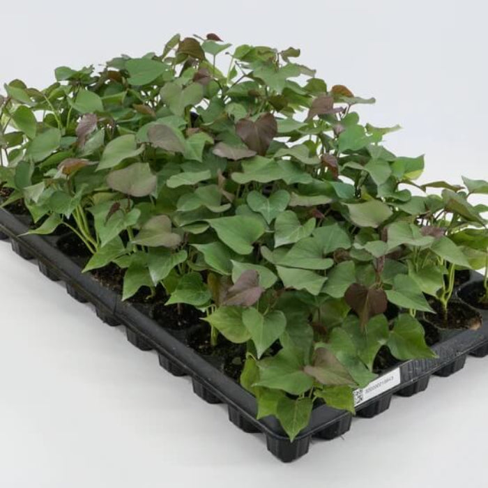 Yellow Sweet Potato Seeds