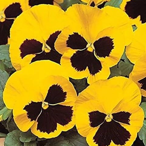 Yellow Swiss Pansy Seeds