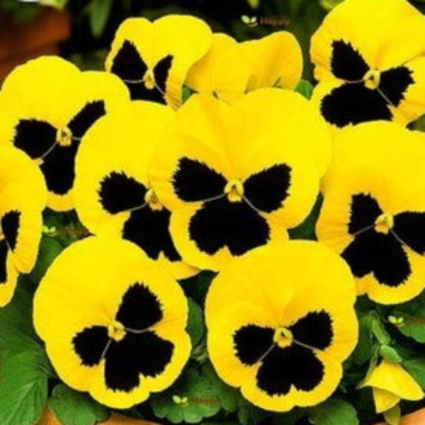 Yellow Swiss Pansy Seeds