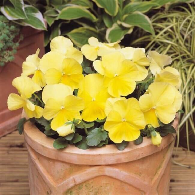 Yellow Swiss Pansy Seeds 