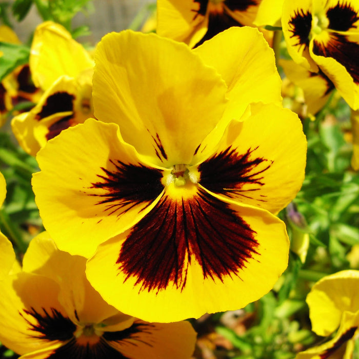 Yellow Swiss Pansy Seeds