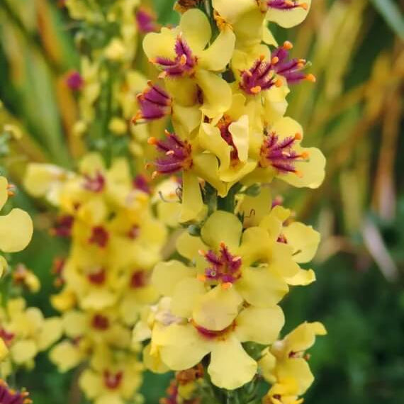 Yellow Thapsus Verbascum Seeds