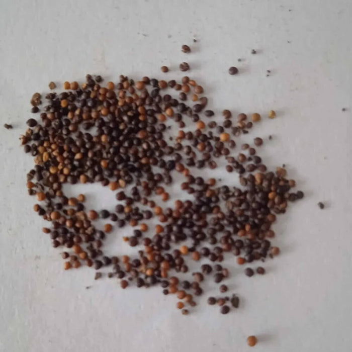 Yellow Thyme Seeds 