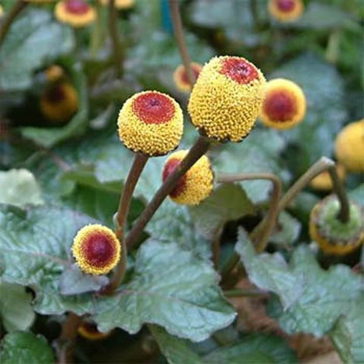 Yellow Toothache Flower Seeds