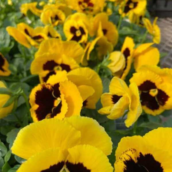 Yellow Trichromatic Pansy Seeds