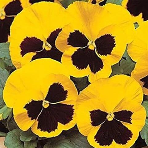 Yellow Trichromatic Pansy Seeds
