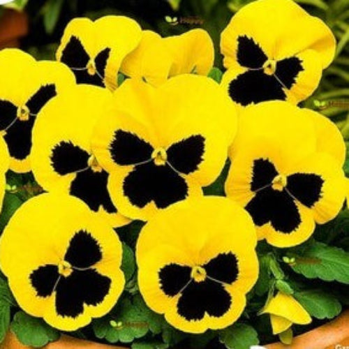 Yellow Trichromatic Pansy Seeds