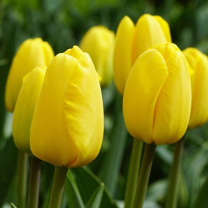 Yellow Tulip Seeds 