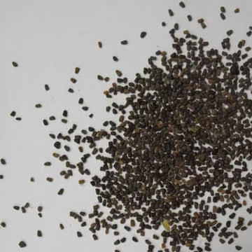 Yellow Verbascum Thapsus Seeds