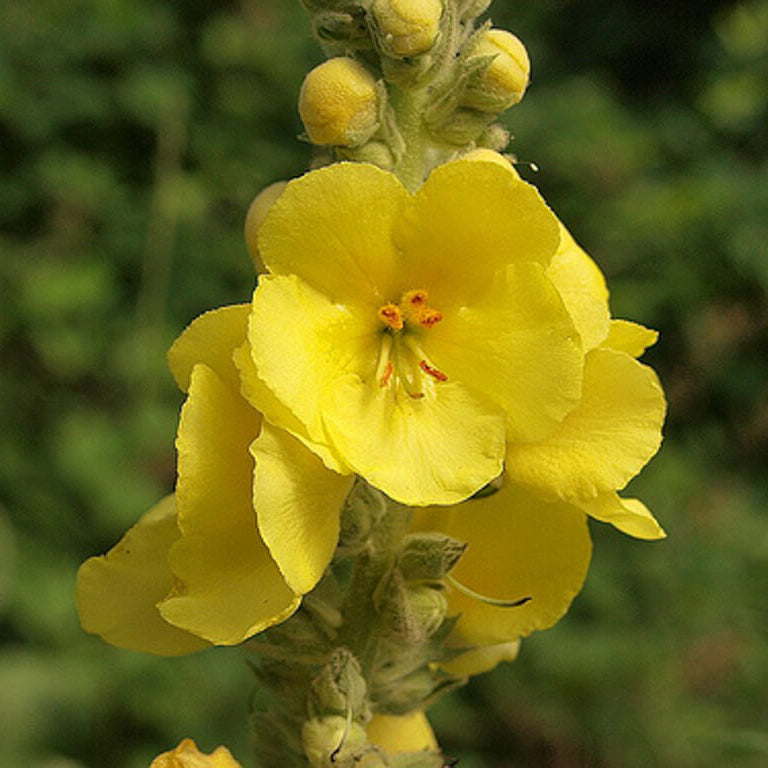 Yellow Verbascum Thapsus Seeds