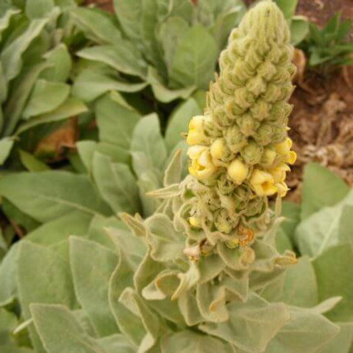 Yellow Verbascum Thapsus Seeds