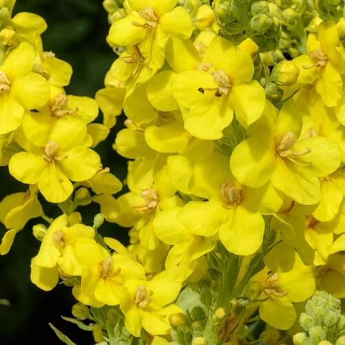 Yellow Verbascum Thapsus Seeds - Herbal Plant