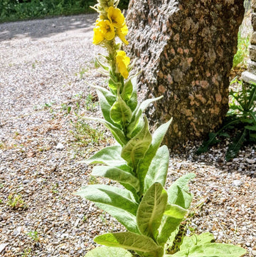 Yellow Verbena Seeds 