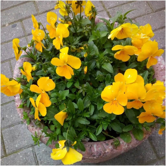Yellow Viola Seeds 