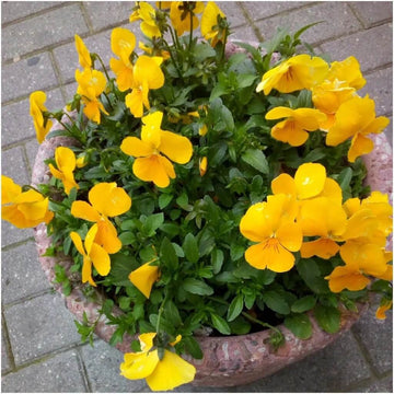 Yellow Viola Seeds 